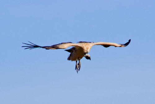 Coming in to land