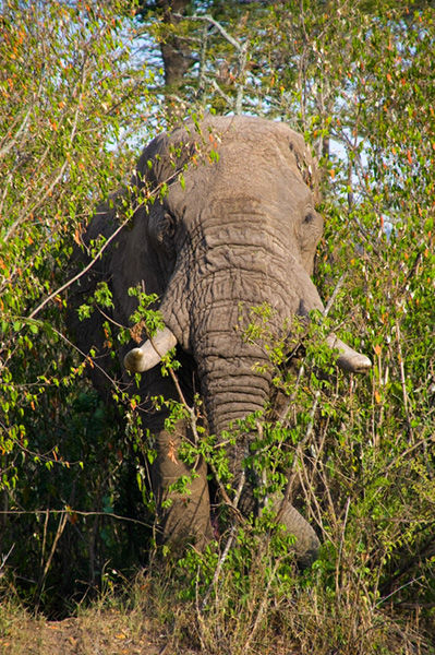 A Large Bull Elephant.