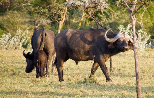 Water Buffalo.