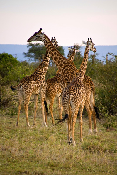 Giraffes at sunset