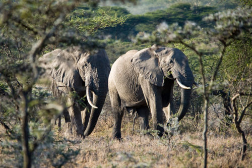 Elephant on the move.