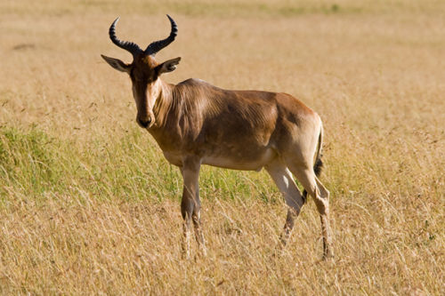 Male Kudu