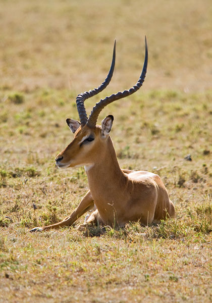 Impala.