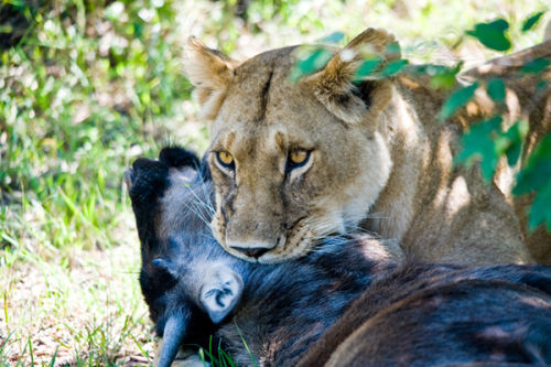 Lioness with her kill.