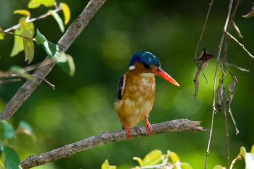 Malachite Kingfisher