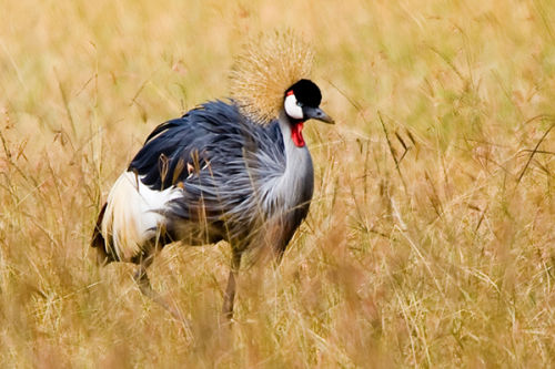 Crested Crane
