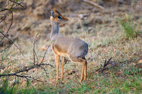 The Shy 'Dik-Dik'