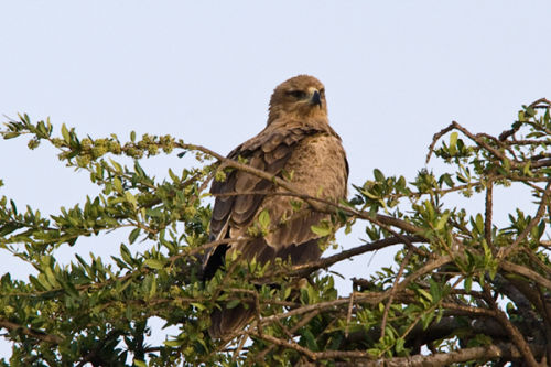 Eagle