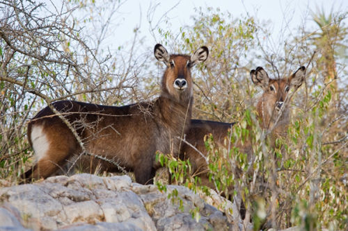 Water Buck.