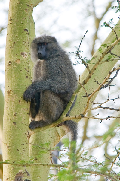 Baboon