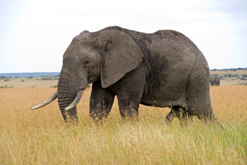 Lone Bull Elephant