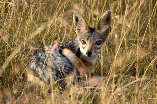 The Jackal.