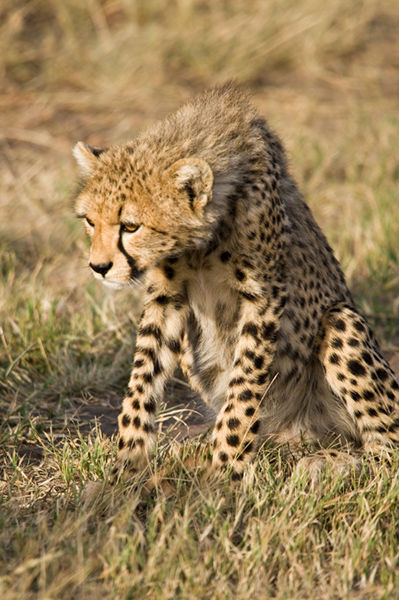 Cheetah cub