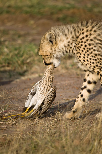 Cheetah Cub with prey