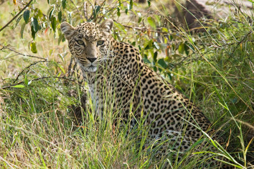 The Leopard in cover.
