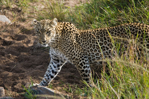 The Leopard slinks away.