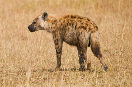 Spotted Hyena.