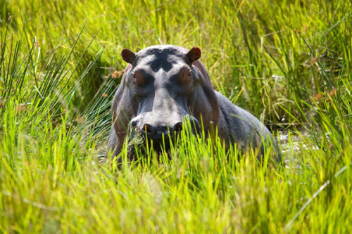 Hippo in a swamp.