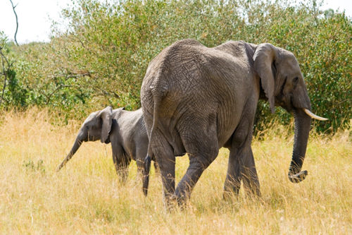 Mum and her calf