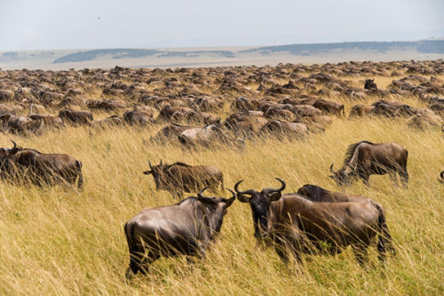 The Migration.