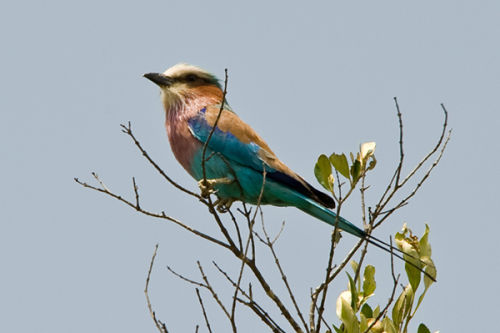 Lilac Breasted Roller