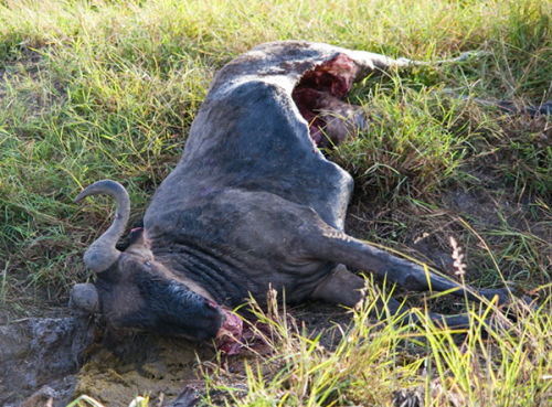 A Partly eaten Wilderbeest.