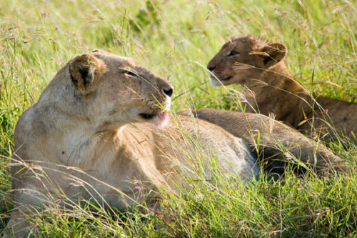 Mother and cub.