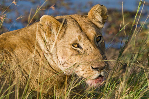 Lioness