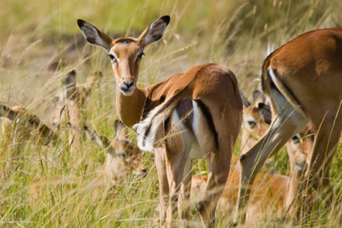 Thompsons Gazelles.