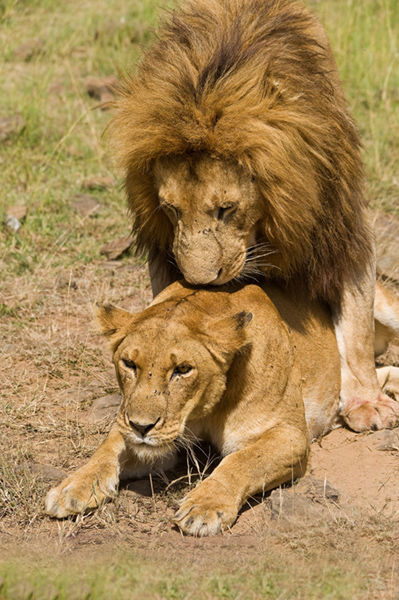 Lions mating.