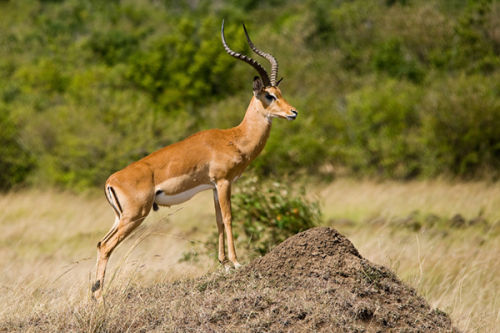 Male Impala