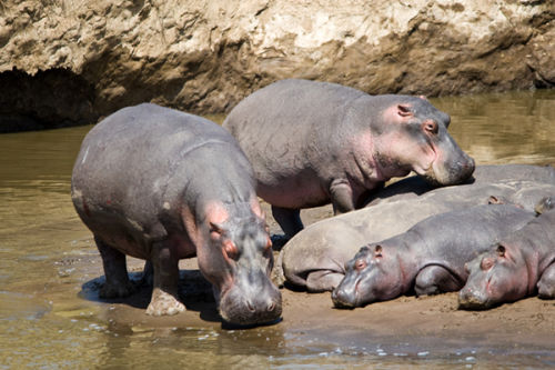 Hippos basking in the sunshine.