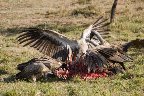 Vultures clean up.