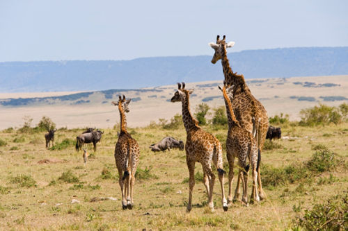 Giraffe on the mara plains.
