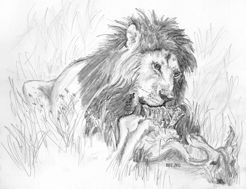 The Lion Feeds.