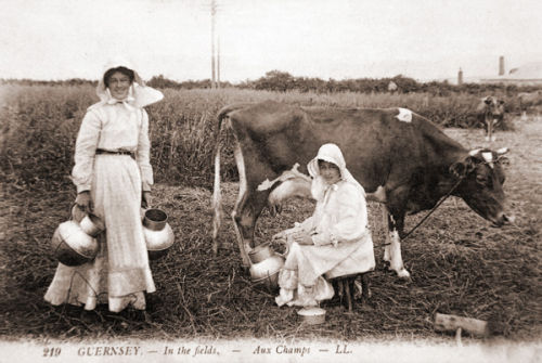 Guernsey cow and Milkmaids