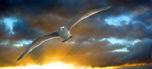Morning Gull