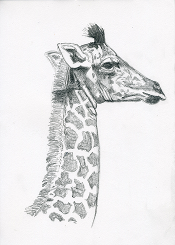 Baby Giraffe