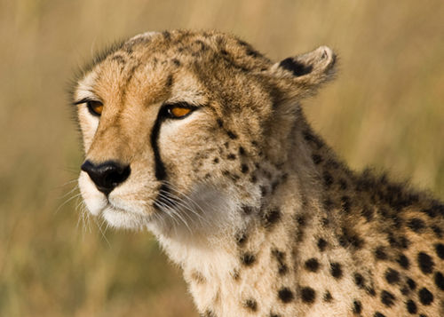 Portrait of a Cheetah.
