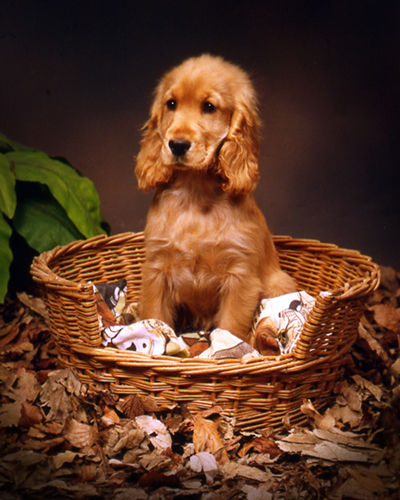 Golden Spaniel