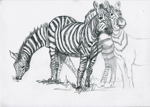 Three Zebras