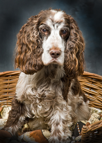 Toby, the Cocker Spaniel