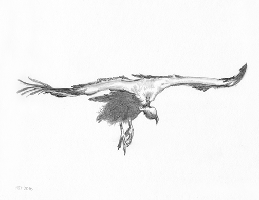 Vulture in flight