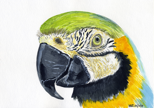 Mika the Macaw.
