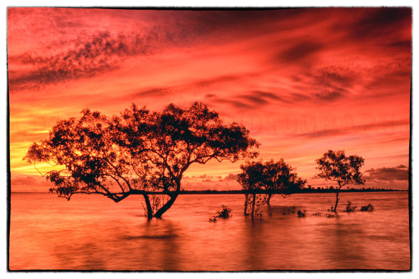 Mangroves at Sunsert