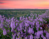 Landscapes