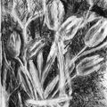 Tulips in the Window