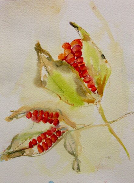 Iris Head seeds. 30 x 40 cms 2025. £350