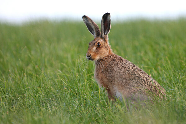 034  Brown Hare