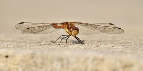 066 Darter Dragonfly